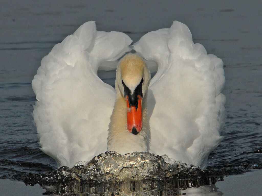 Cygne tuberculé