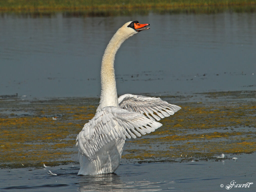 Mute Swan