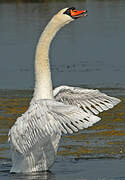 Mute Swan