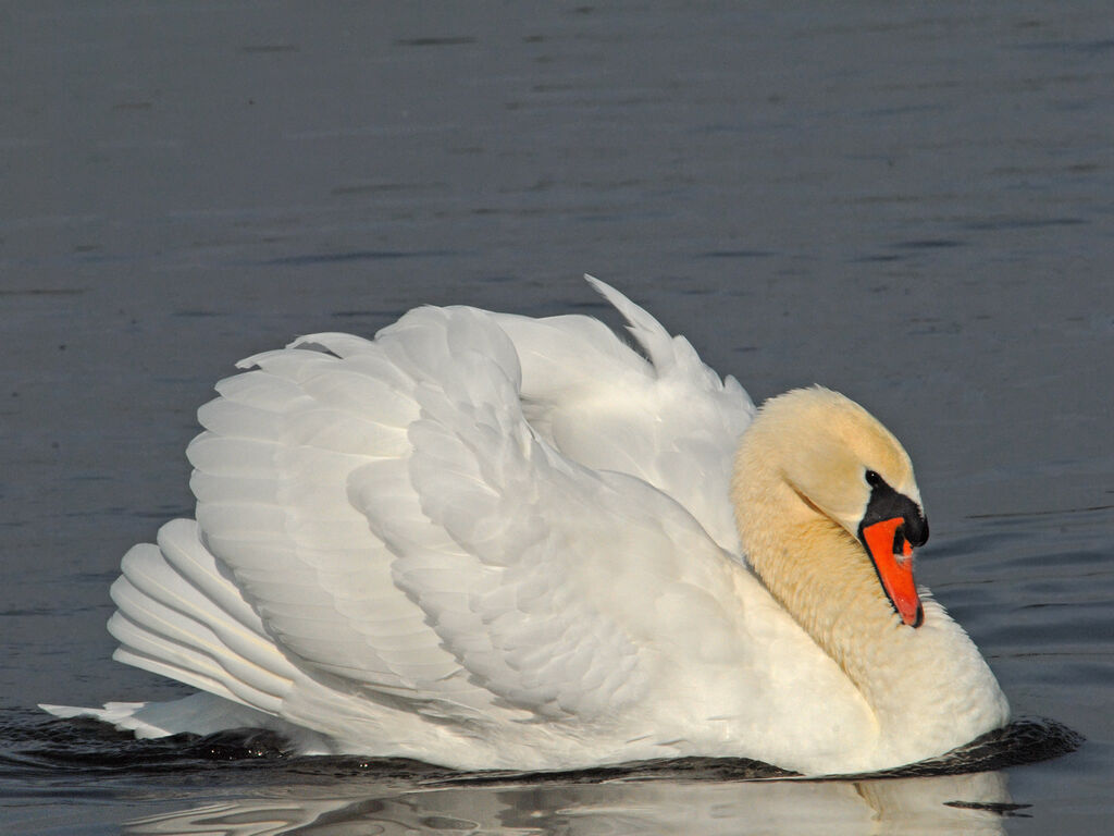 Cygne tuberculé