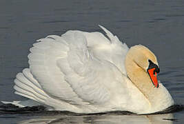 Mute Swan