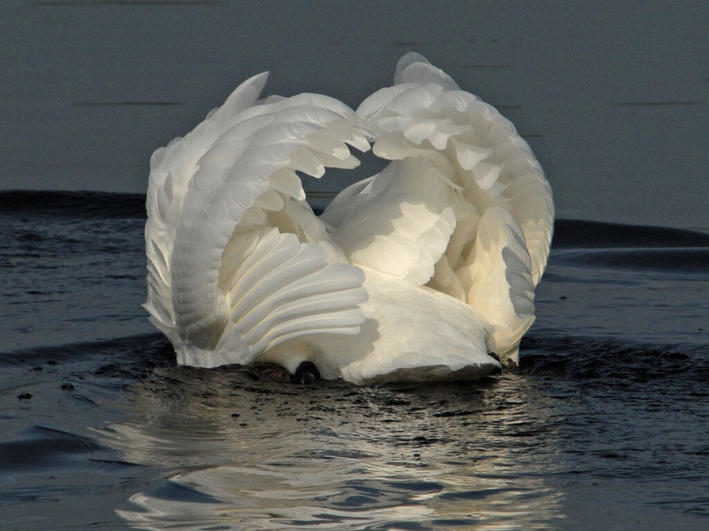 Cygne tuberculé