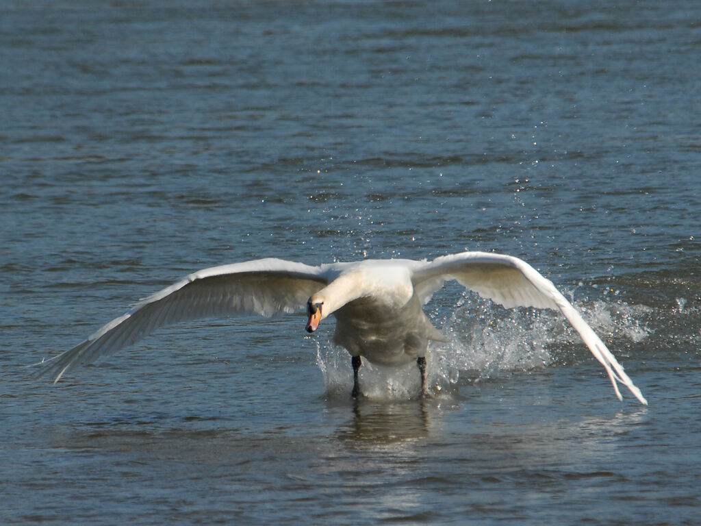 Cygne tuberculé mâle