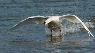 Mute Swan