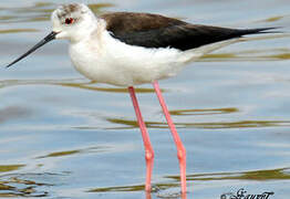 Black-winged Stilt