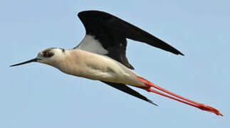 Black-winged Stilt