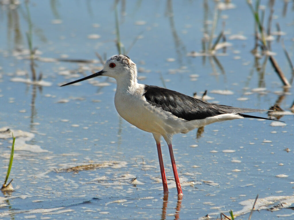 Black-winged Stilt