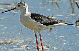 Black-winged Stilt