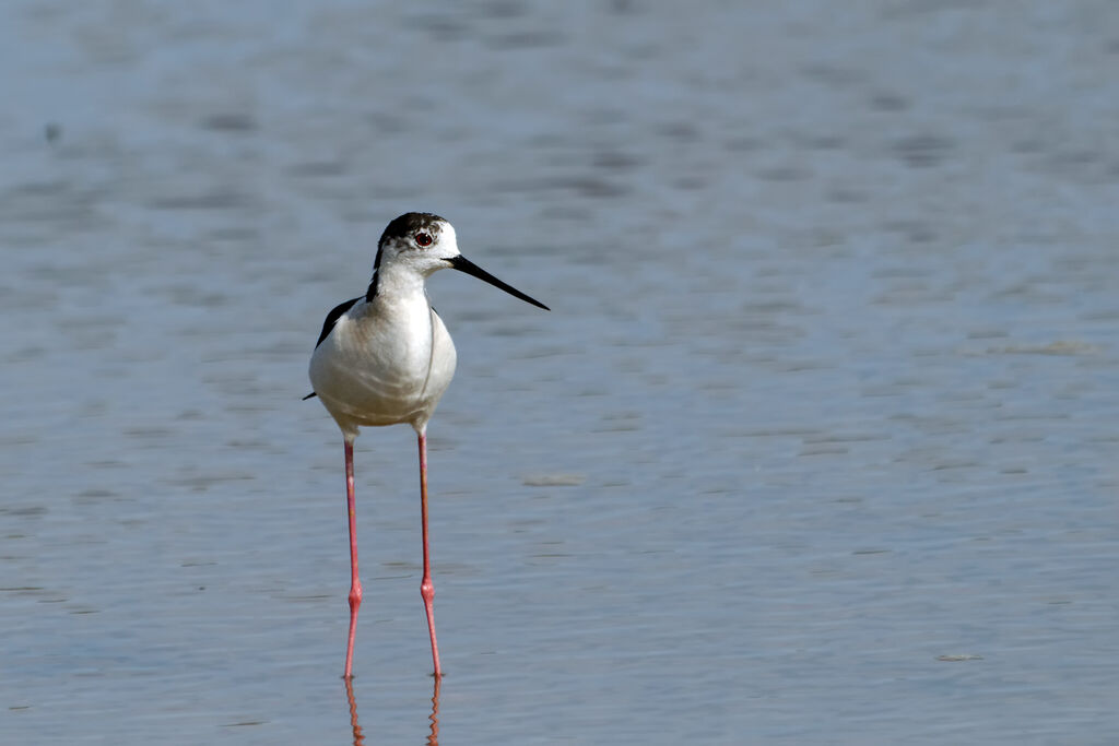 Black-winged Stilt male adult breeding, identification, Behaviour