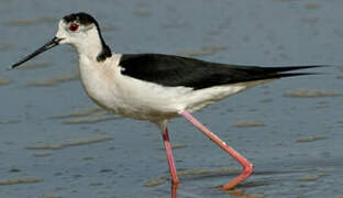 Black-winged Stilt