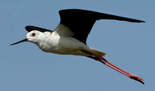 Black-winged Stilt