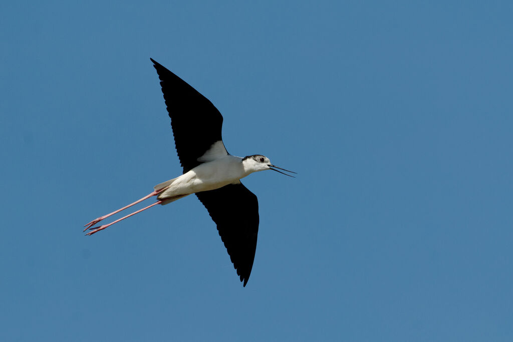 Échasse blanche, identification, Vol, Comportement