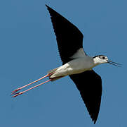 Black-winged Stilt