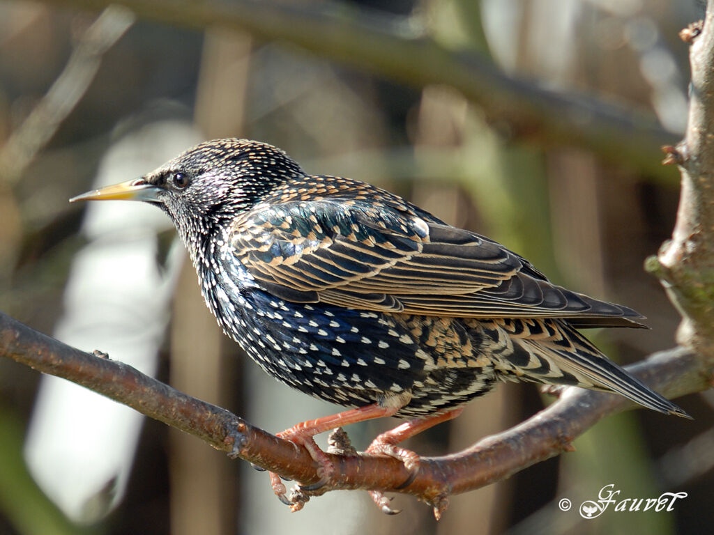 Common Starling