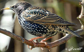 Common Starling