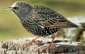 Common Starling