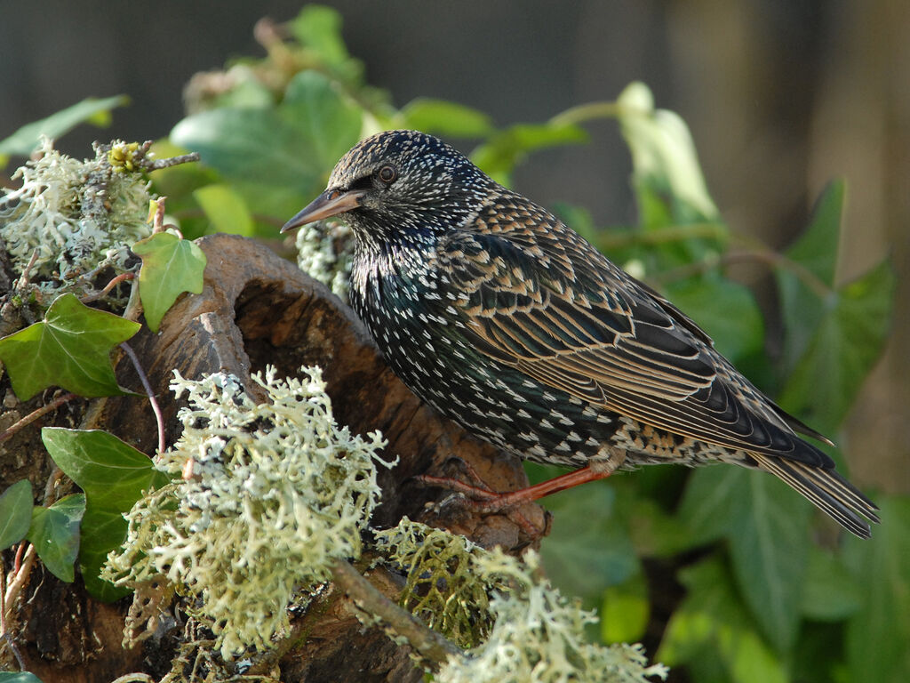 Common Starling, identification