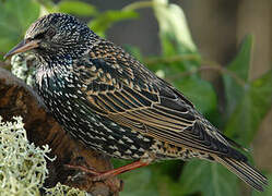 Common Starling