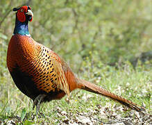 Common Pheasant