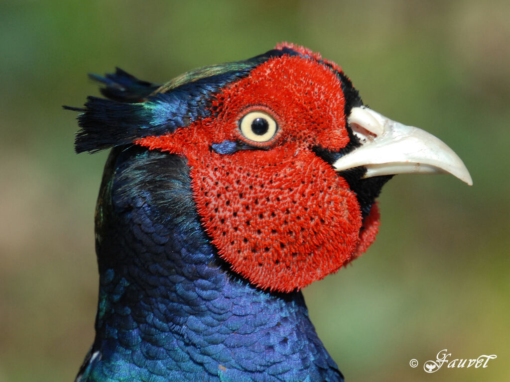 Common Pheasant male adult breeding