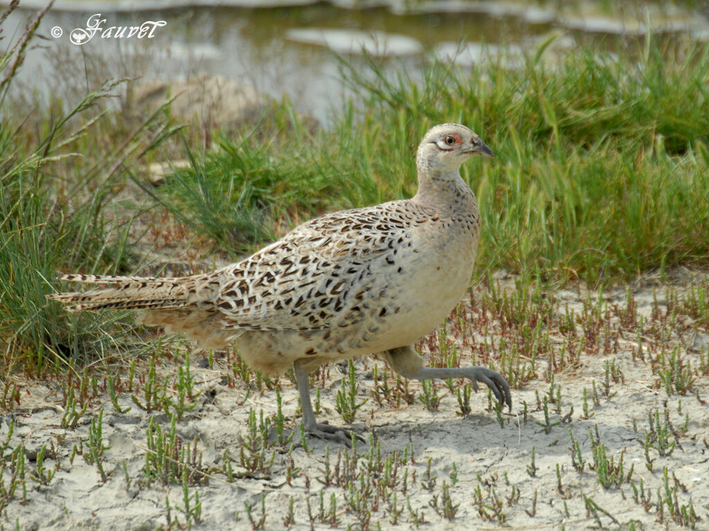 Common Pheasant female adult