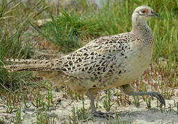 Common Pheasant