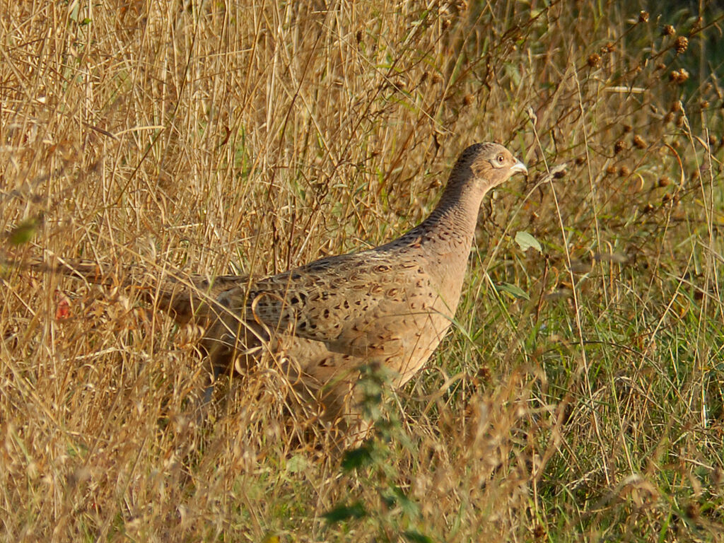 Faisan de Colchide femelle