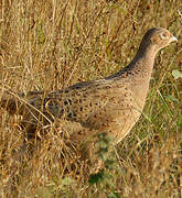 Common Pheasant