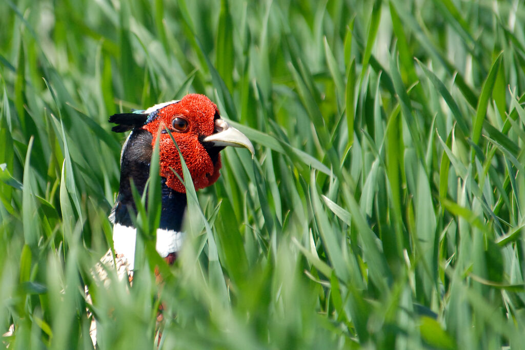 Common Pheasant male adult, Behaviour