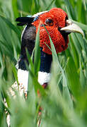 Common Pheasant