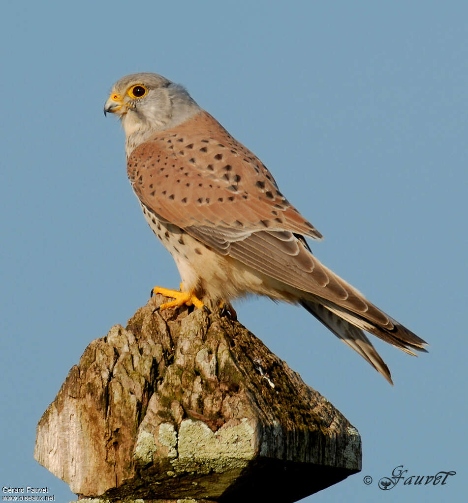 Common Kestrel male subadult, identification