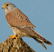 Common Kestrel