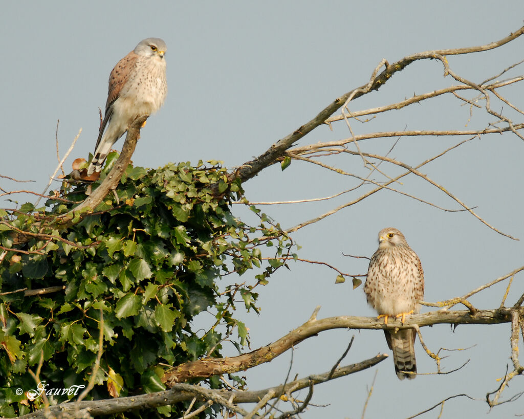 Common Kestrel adult breeding