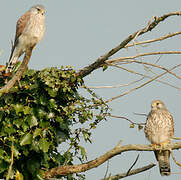 Common Kestrel