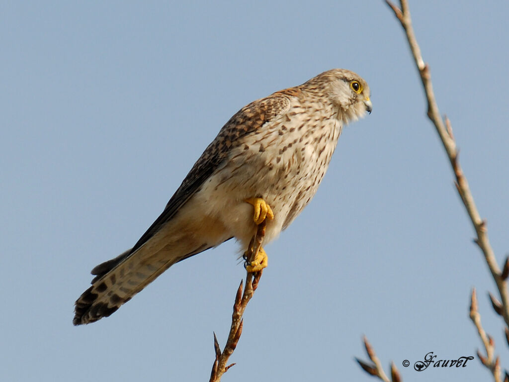 Common Kestrel female