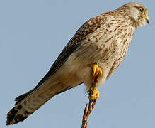 Common Kestrel