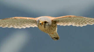 Common Kestrel