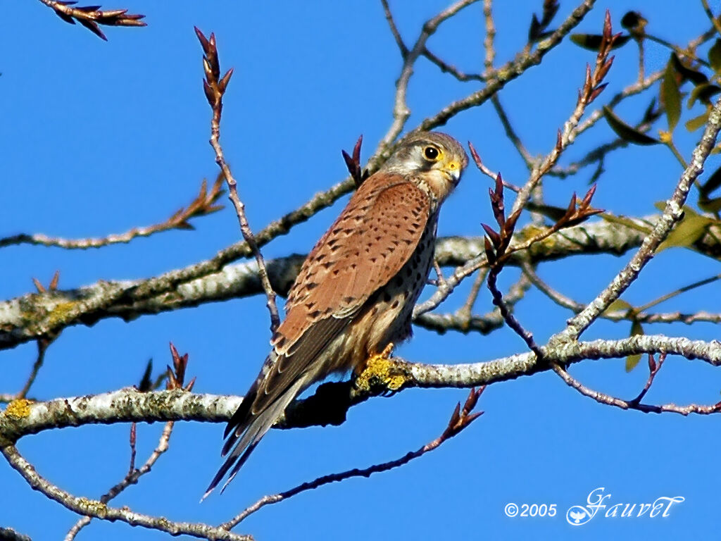 Common Kestrel