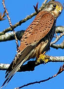 Common Kestrel