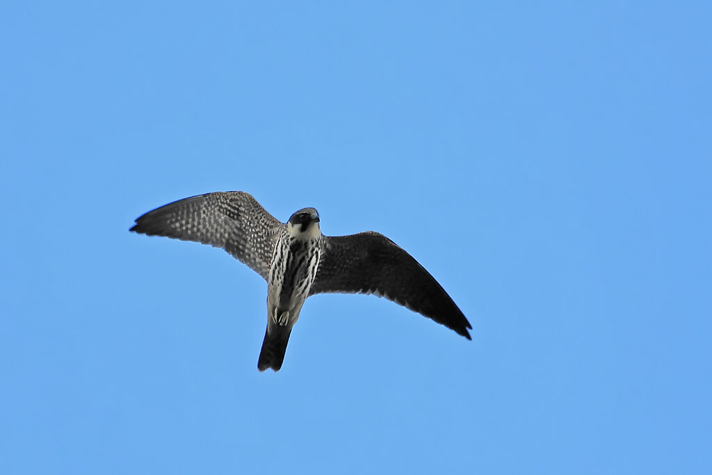 Eurasian Hobby, Flight