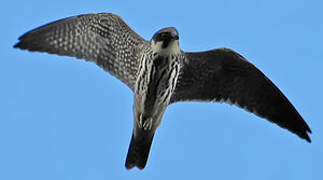 Eurasian Hobby