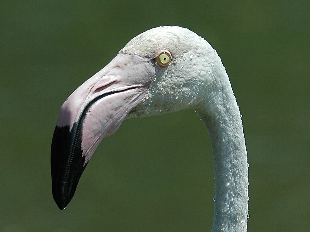 Flamant rose