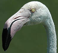 Greater Flamingo