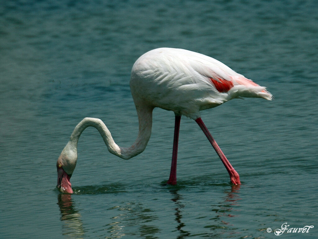 Greater Flamingo