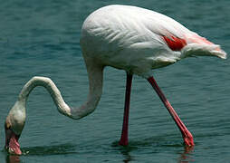 Flamant rose