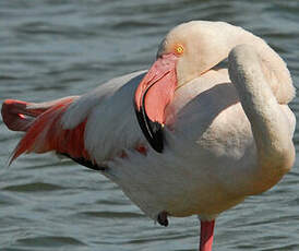 Flamant rose