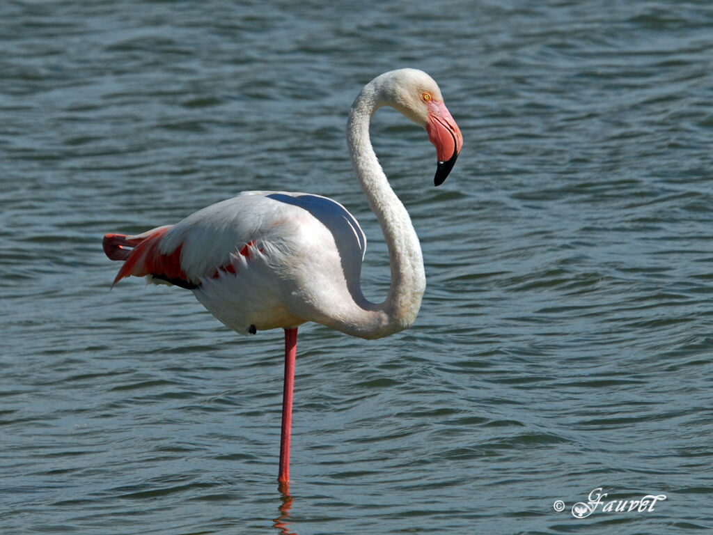 Greater Flamingo