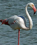 Flamant rose