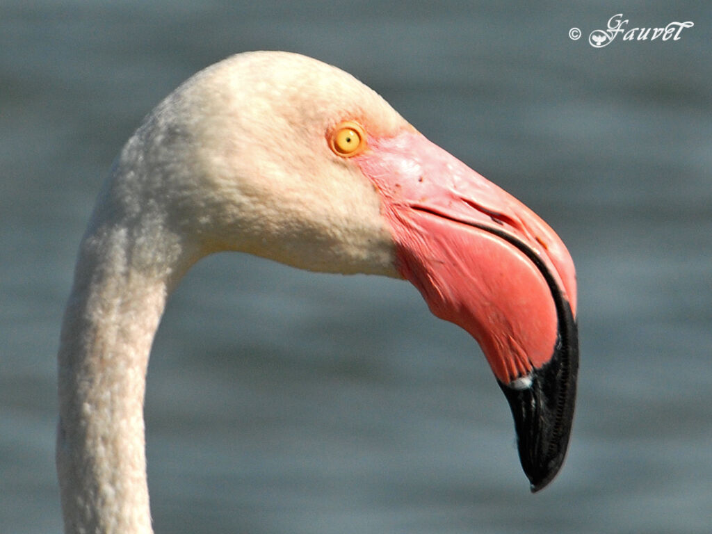 Greater Flamingo