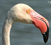 Flamant rose